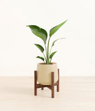 Load image into Gallery viewer, Almond Green stand:walnut
