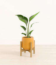 Load image into Gallery viewer, Mustard stand:bamboo
