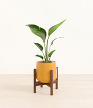 Load image into Gallery viewer, Mustard stand:walnut

