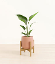 Load image into Gallery viewer, Calm Rose stand:bamboo
