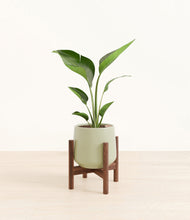 Load image into Gallery viewer, Turquoise stand:walnut
