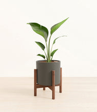 Load image into Gallery viewer, Dark Olive stand:walnut
