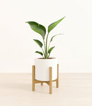 Load image into Gallery viewer, White stand:bamboo
