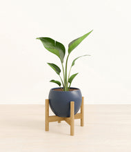 Load image into Gallery viewer, Deep Navy stand:bamboo
