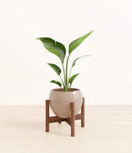 Load image into Gallery viewer, Desert Brown stand:walnut
