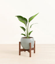 Load image into Gallery viewer, Deep Ocean stand:walnut
