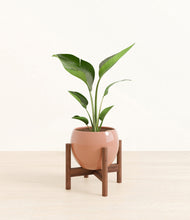 Load image into Gallery viewer, Calm Rose stand:walnut
