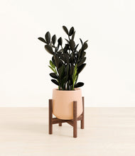 Load image into Gallery viewer, Gentle Pink stand:walnut
