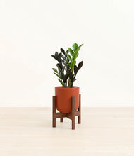 Load image into Gallery viewer, Earth Red stand:walnut
