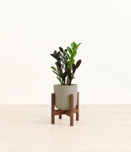 Load image into Gallery viewer, Sage Green stand:walnut
