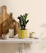 Load image into Gallery viewer, Key Lime Yellow

