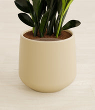Load image into Gallery viewer, Almond Green stand:all
