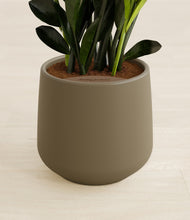 Load image into Gallery viewer, Olive stand:all
