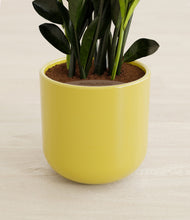 Load image into Gallery viewer, Key Lime Yellow stand:all
