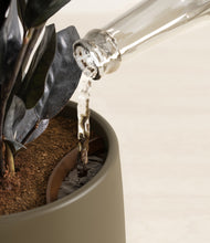 Load image into Gallery viewer, Olive stand:all
