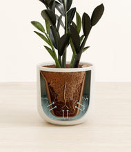 Load image into Gallery viewer, Cotton White stand:all
