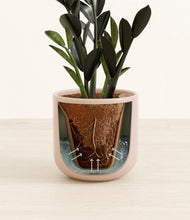 Load image into Gallery viewer, Sandy Pink stand:all
