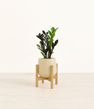 Load image into Gallery viewer, Almond Green stand:bamboo
