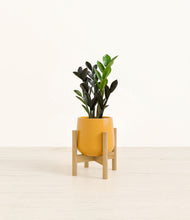 Load image into Gallery viewer, Mustard stand:bamboo
