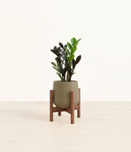 Load image into Gallery viewer, Olive stand:walnut
