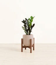 Load image into Gallery viewer, Eternal Gray stand:walnut
