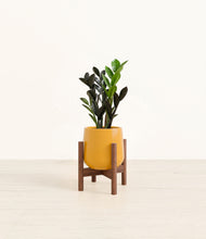 Load image into Gallery viewer, Mustard stand:walnut
