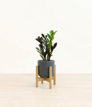 Load image into Gallery viewer, Iron Gray stand:bamboo
