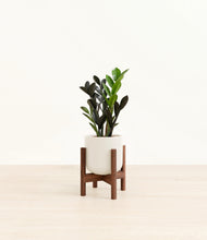 Load image into Gallery viewer, Cotton White stand:walnut

