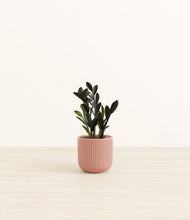 Load image into Gallery viewer, Striped Rose Pink*****Profile
