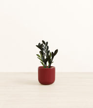 Load image into Gallery viewer, Striped Cherry Red*****Profile
