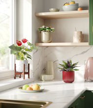 Load image into Gallery viewer, Cranberry Sage stand:one_stand
