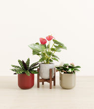 Load image into Gallery viewer, Cranberry Sage stand:one_stand
