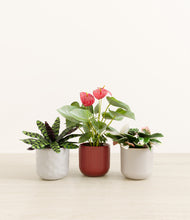 Load image into Gallery viewer, Winter Bloom*****Profile

