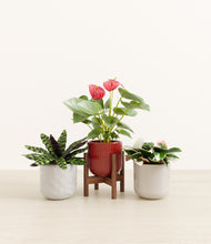 Load image into Gallery viewer, Winter Bloom stand:one_stand
