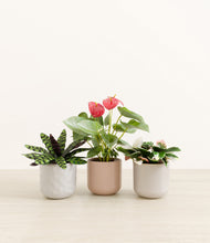 Load image into Gallery viewer, Winter Rose*****Profile
