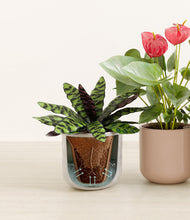 Load image into Gallery viewer, Winter Rose stand:all
