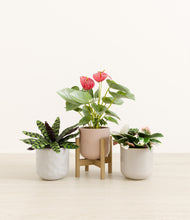 Load image into Gallery viewer, Winter Rose stand:one_stand
