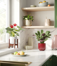 Load image into Gallery viewer, Cranberry Sage stand:one_stand
