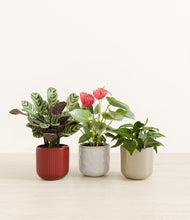 Load image into Gallery viewer, Cranberry Sage*****Profile
