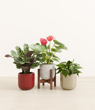 Load image into Gallery viewer, Cranberry Sage stand:one_stand
