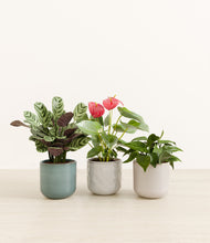 Load image into Gallery viewer, Moss Frost*****Profile
