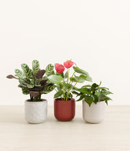 Load image into Gallery viewer, Winter Bloom*****Profile
