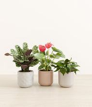 Load image into Gallery viewer, Winter Rose*****Profile
