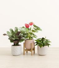 Load image into Gallery viewer, Winter Rose stand:one_stand
