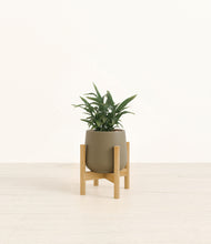 Load image into Gallery viewer, Olive stand:bamboo
