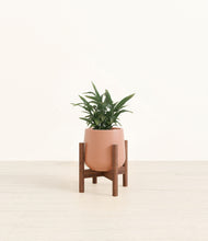 Load image into Gallery viewer, Calm Rose stand:walnut

