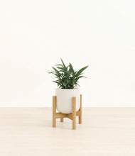 Load image into Gallery viewer, Cotton White stand:bamboo
