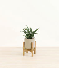 Load image into Gallery viewer, Sage Green stand:bamboo
