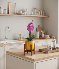Load image into Gallery viewer, Mustard stand:walnut
