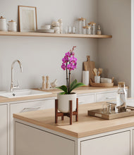 Load image into Gallery viewer, Cotton White stand:walnut
